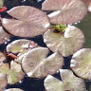 Meet your Posher, Liliana